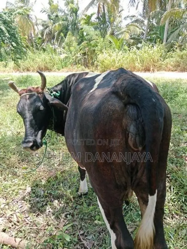 Farm Cow