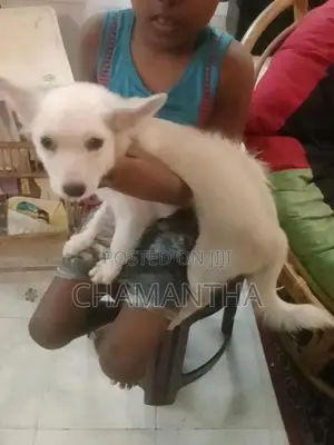 Pomeranian Puppy