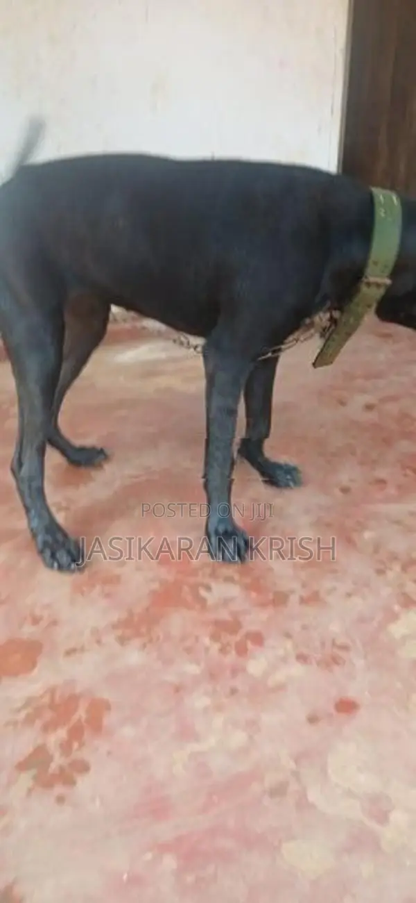 Cane Corso Dog