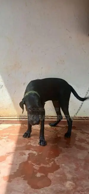 Cane Corso Dog