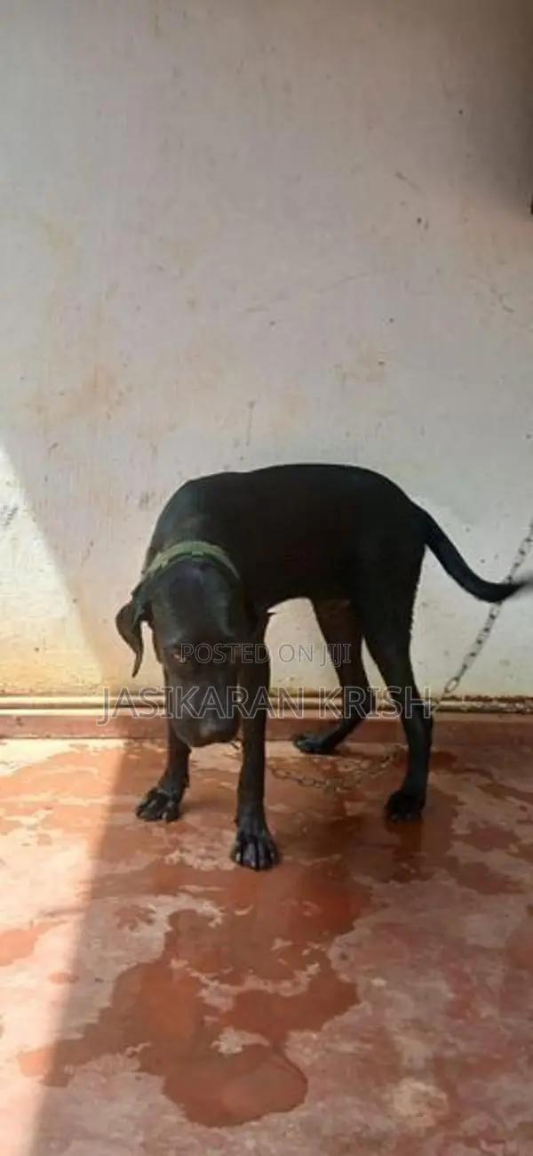 Cane Corso Dog