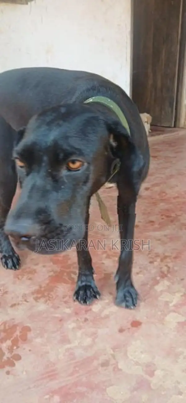 Cane Corso Dog