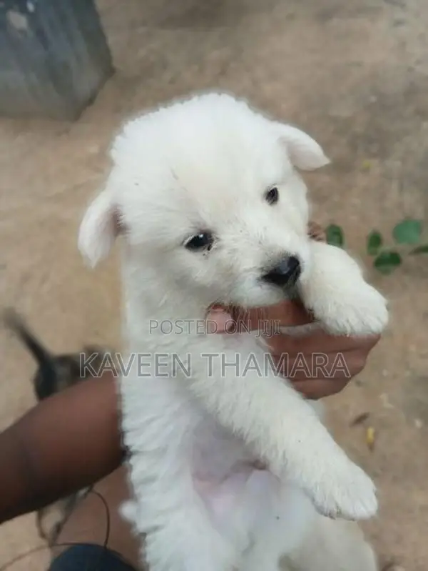 පොමනේරියන්