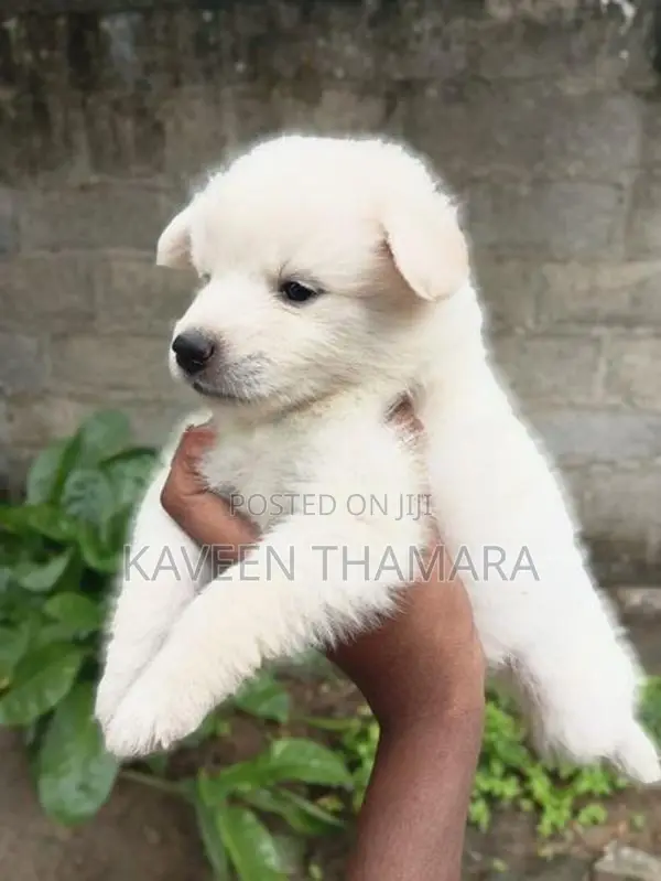 පොමනේරියන්