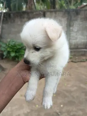 පොමනේරියන්