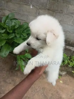 පොමනේරියන්