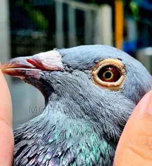 Pigeons