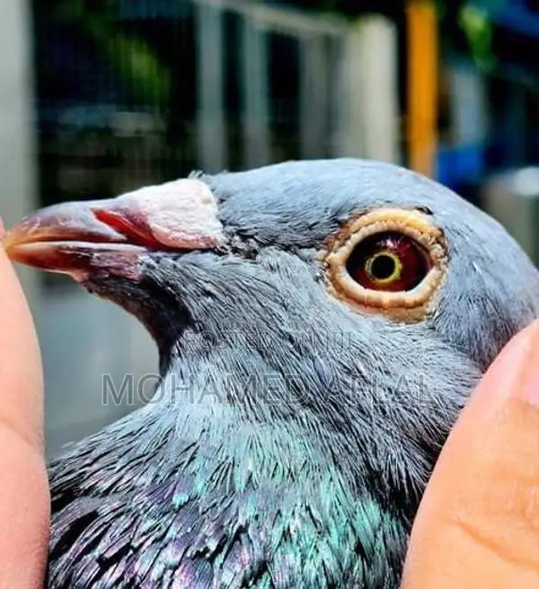 Pigeons