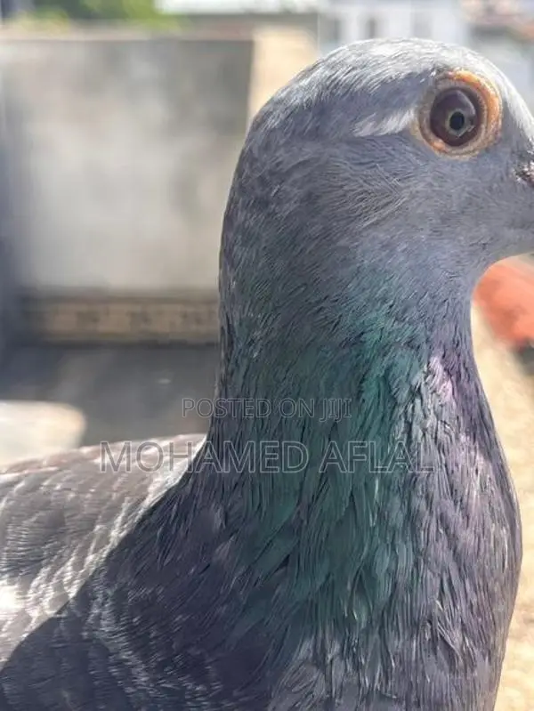 Pigeons