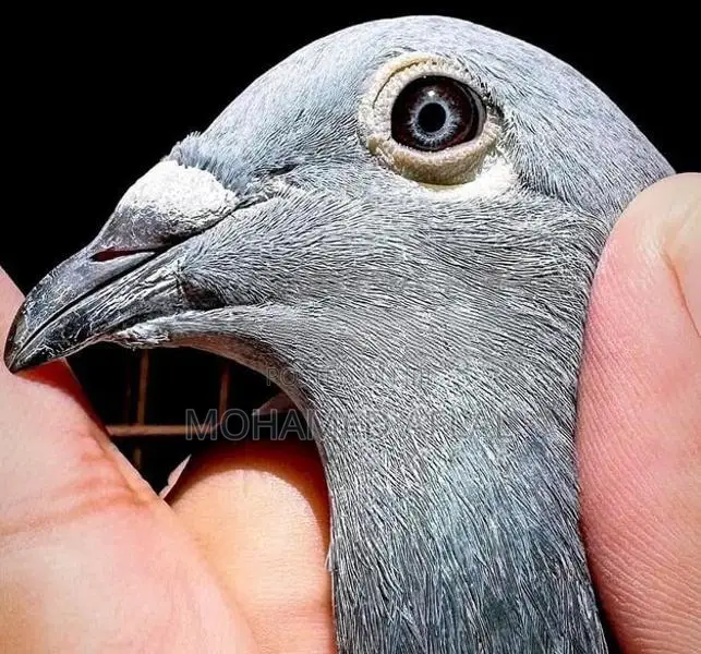 Pigeons