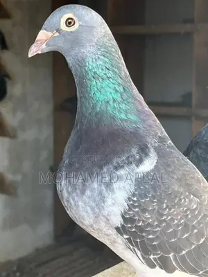 Pigeons