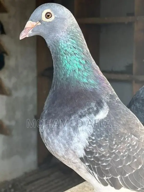 Pigeons