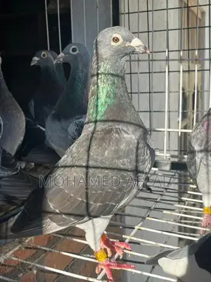 Pigeons