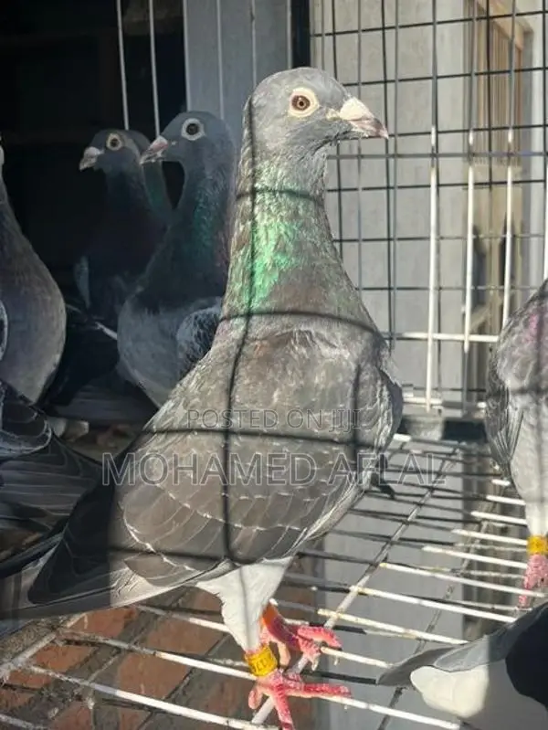 Pigeons