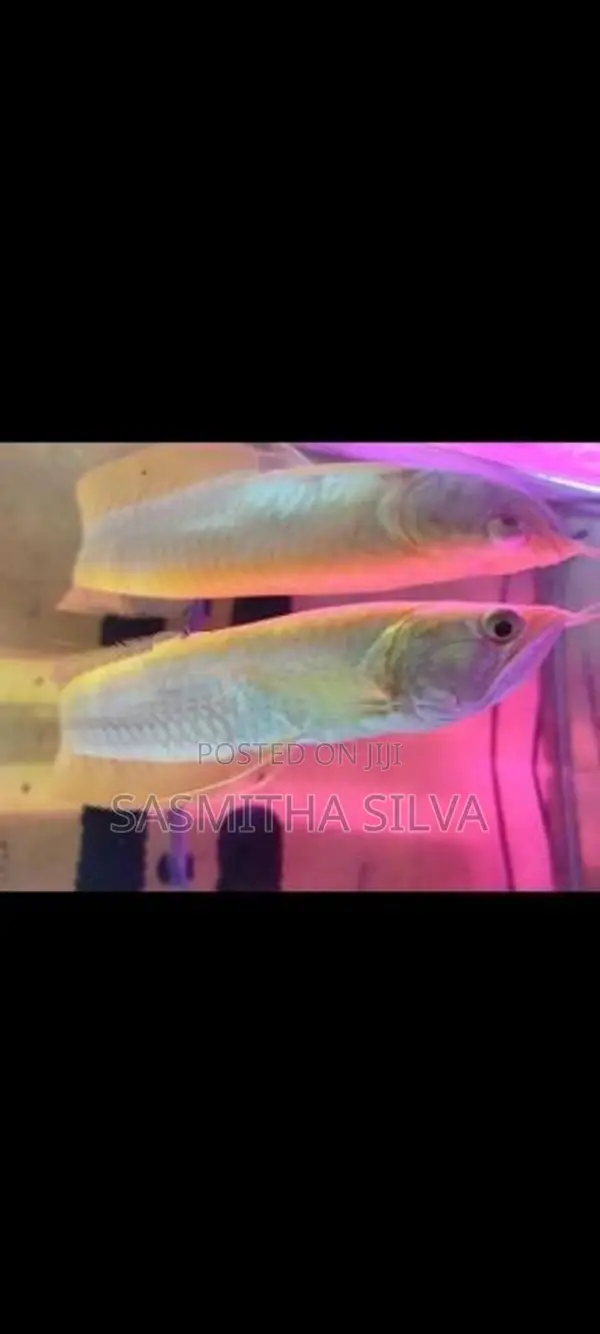 White Albino Arawana (11 Inch)