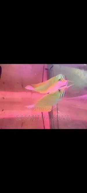 White Albino Arawana (11 Inch)