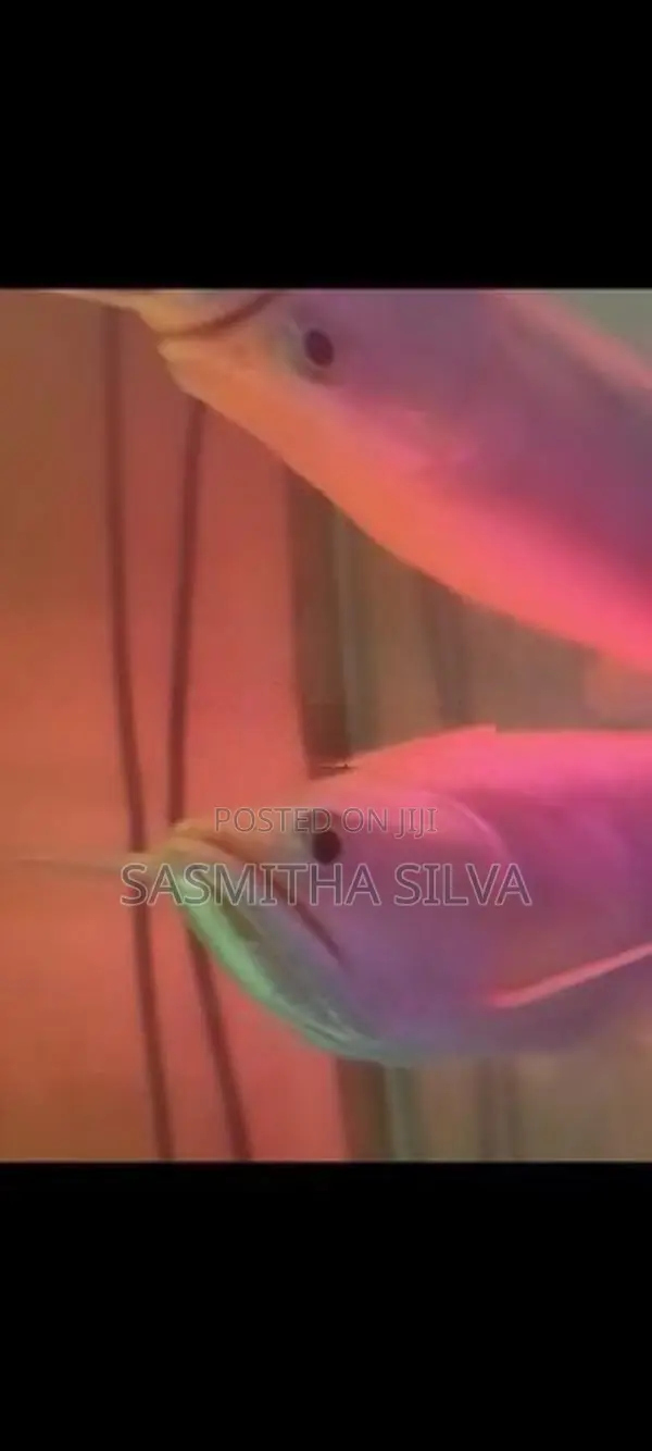 White Albino Arawana (11 Inch)