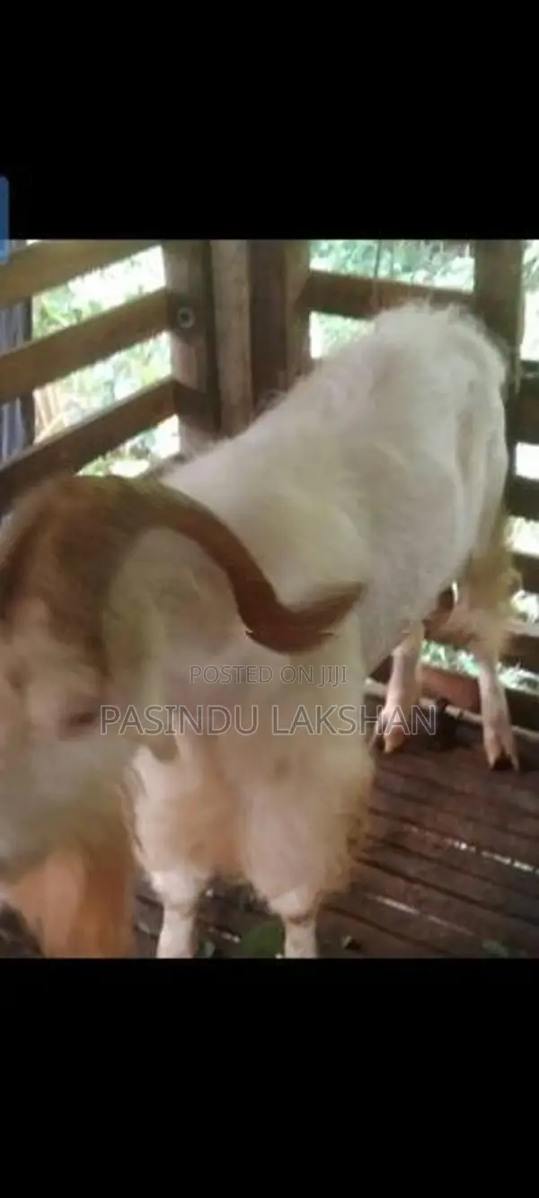 Saanen Goat