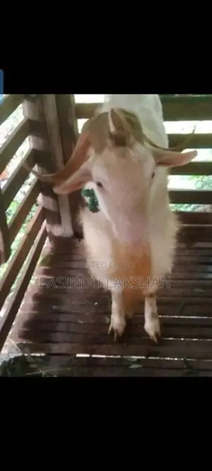 Saanen Goat