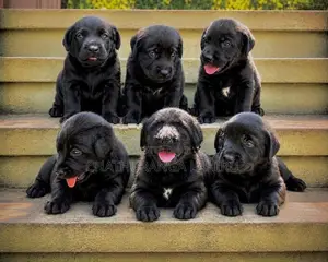 Labrador Retriever Puppies