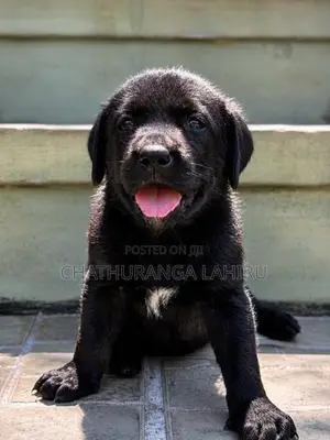 Labrador Retriever Puppies