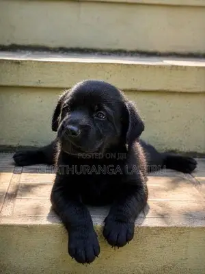 Labrador Retriever Puppies