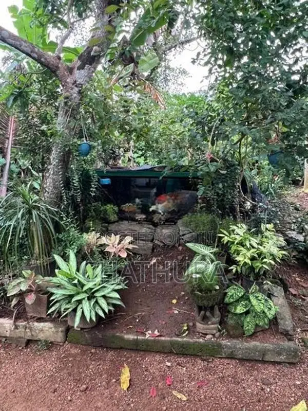 Japan Koi Carp