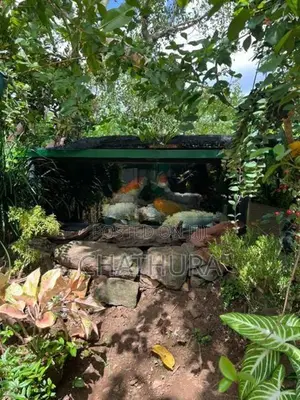 Japan Koi Carp