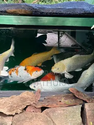 Japan Koi Carp