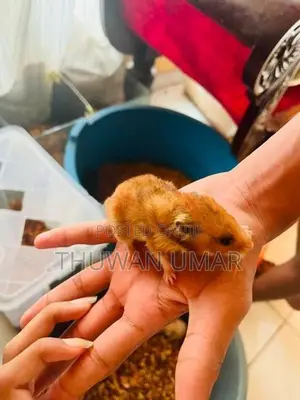Hamster