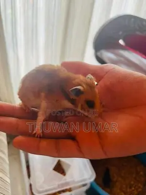 Hamster