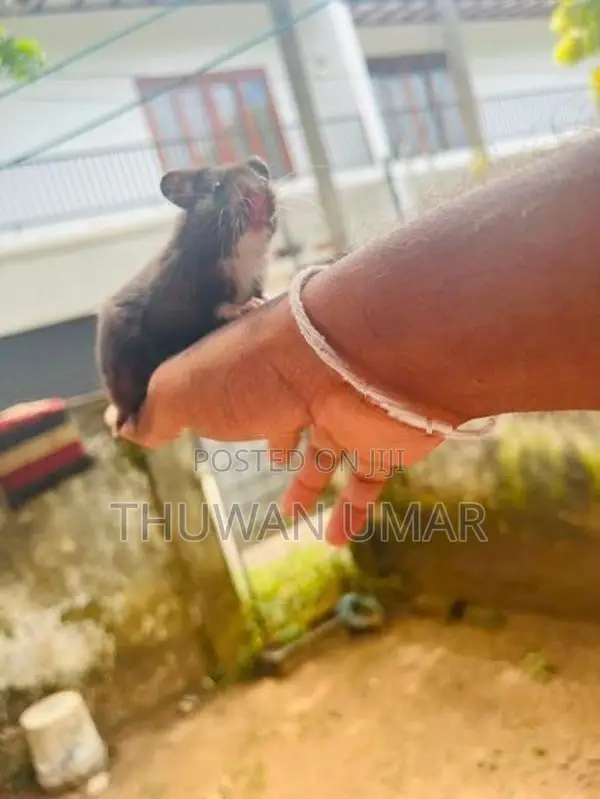 Hamster