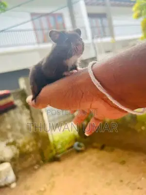Hamster