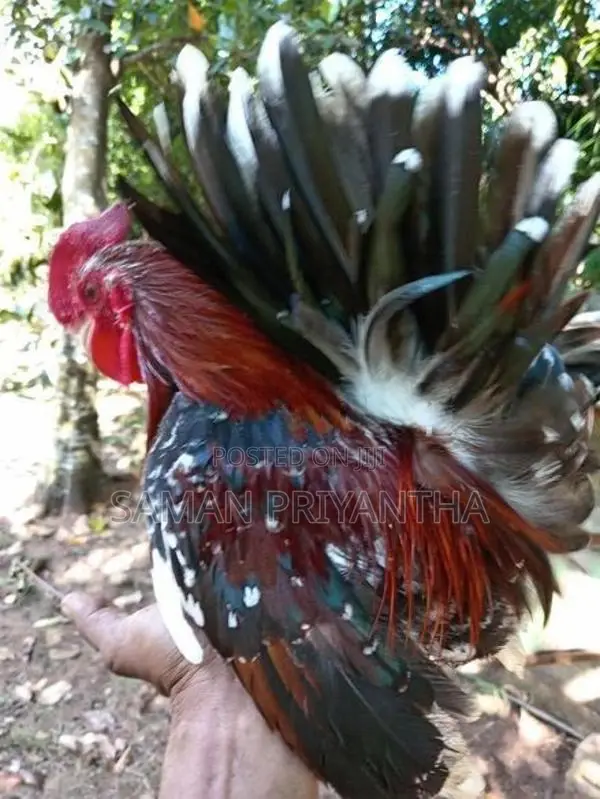 Japanese Bantam