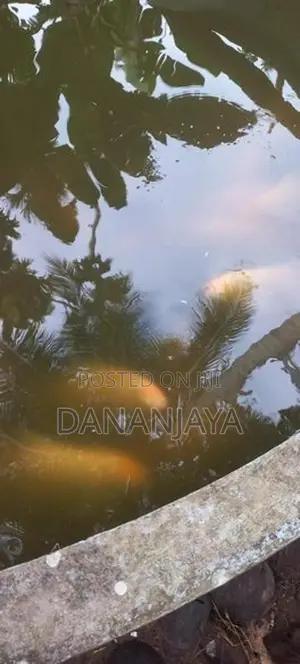 Giant Gourami
