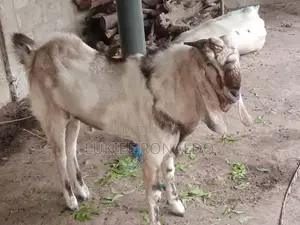 கிடாய் ஆடு