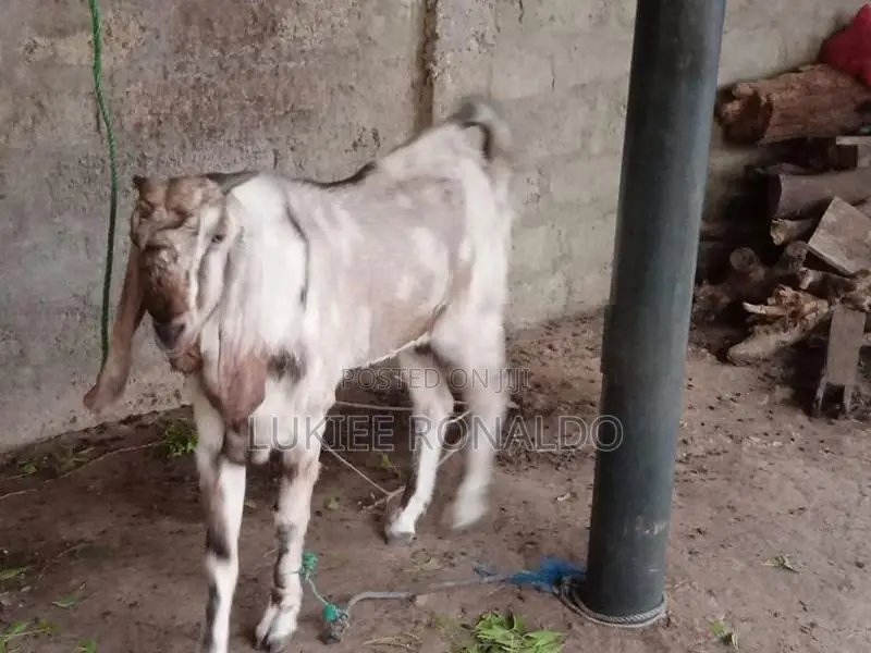 கிடாய் ஆடு