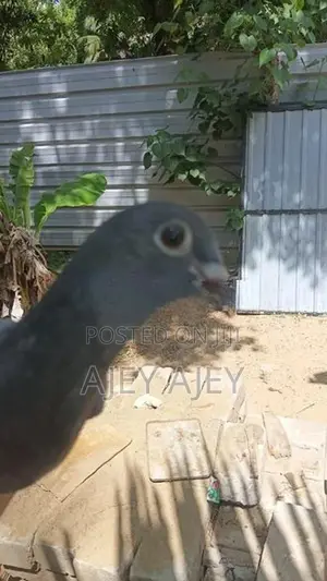 Puraa