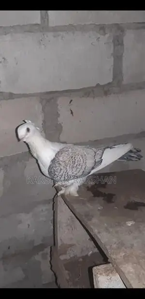 Pigeon