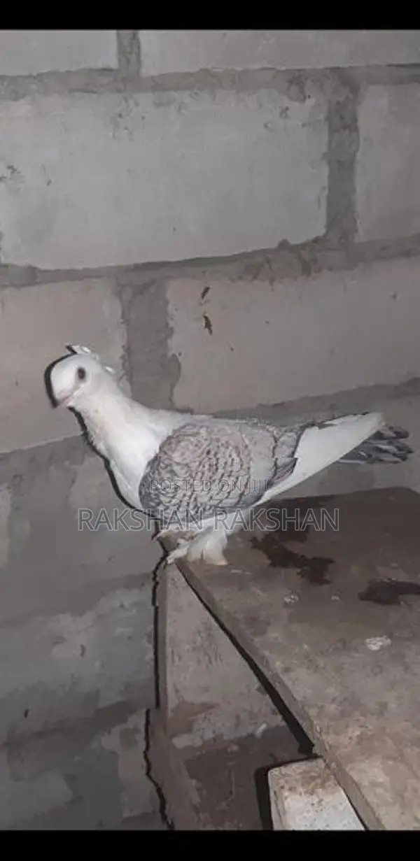 Pigeon