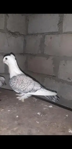Pigeon