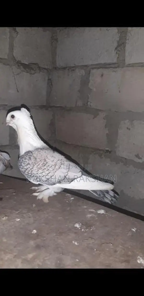 Pigeon