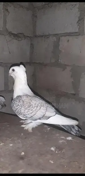 Pigeon