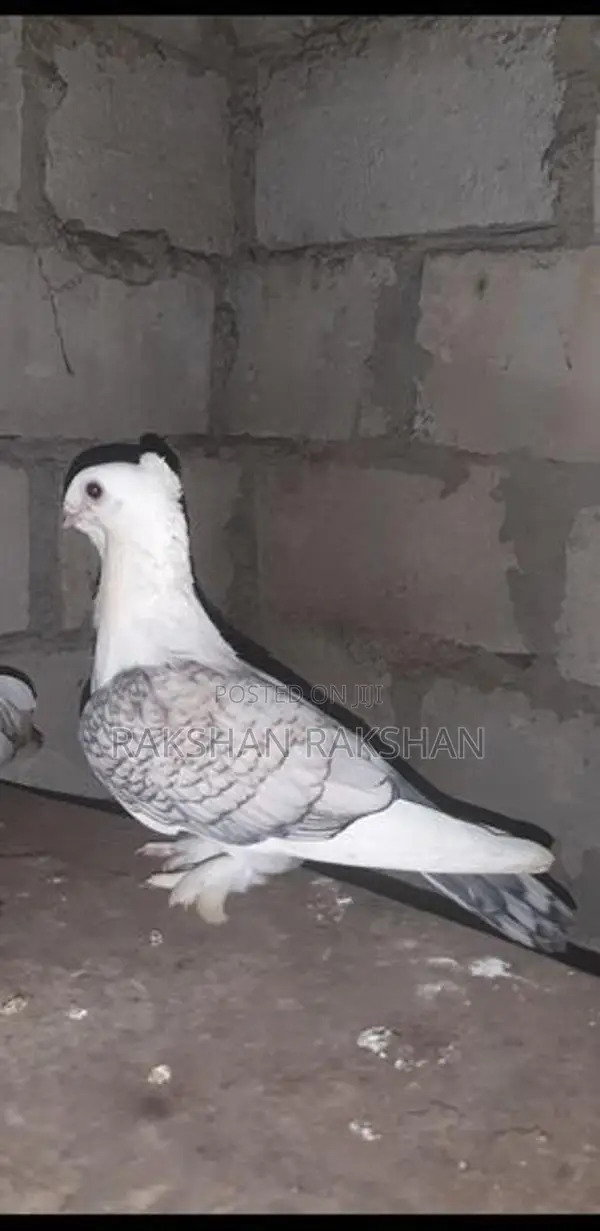 Pigeon