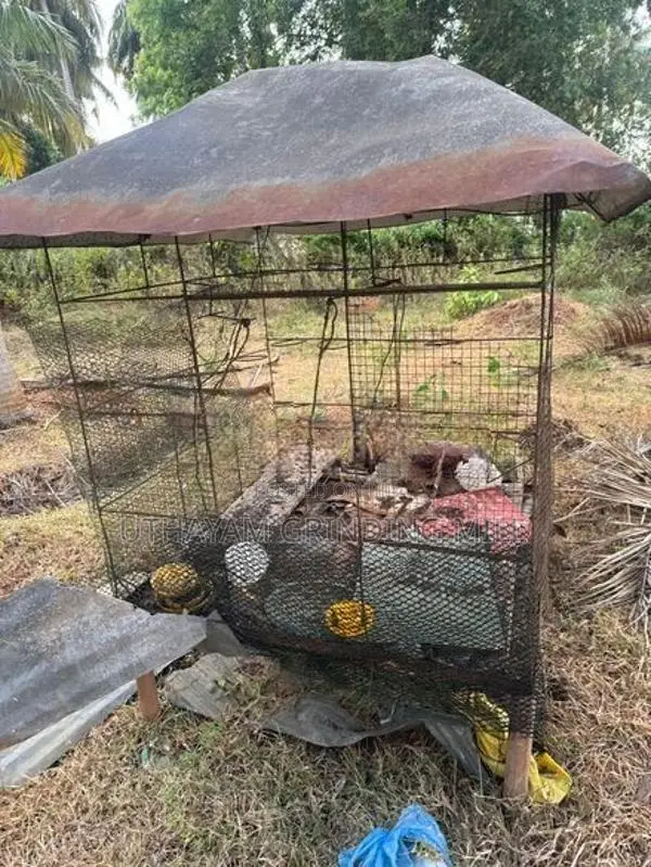 Love Birds Cage