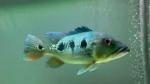 Peacock Bass