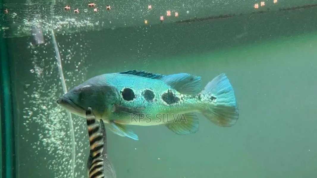 Peacock Bass