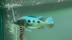Peacock Bass