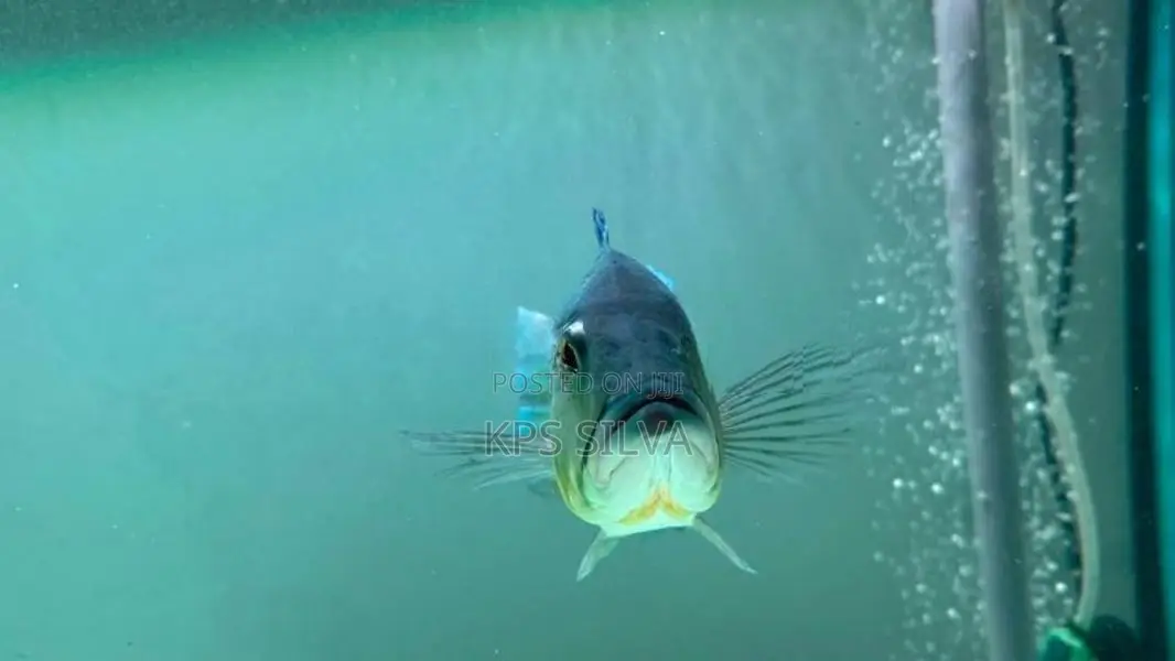 Peacock Bass