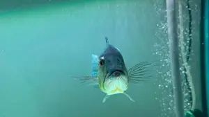 Peacock Bass
